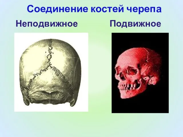 Соединение костей черепа Неподвижное Подвижное