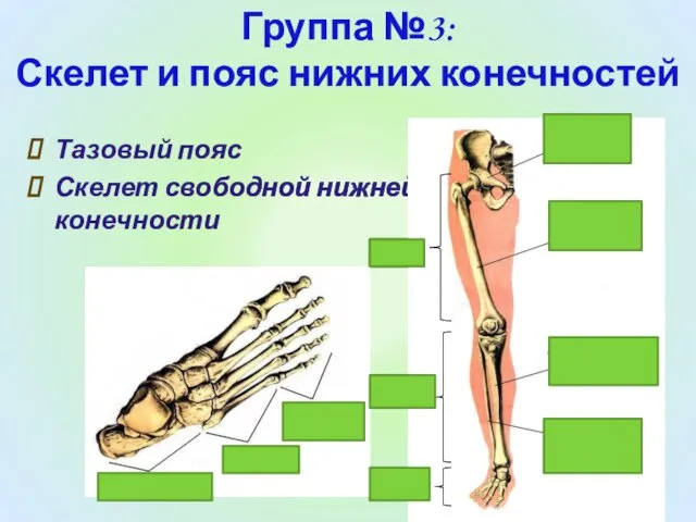 Тазовый пояс Скелет свободной нижней конечности Группа №3: Скелет и пояс нижних конечностей бедро голень стопа