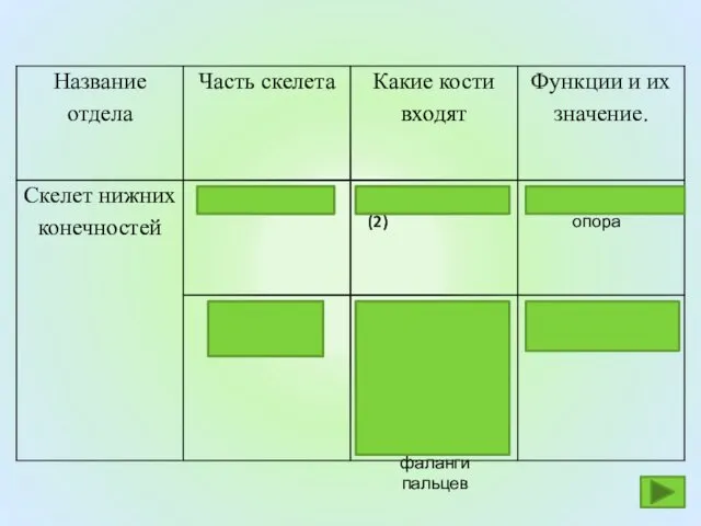 Собственно конечность Тазовые кости (2) Защитная, опора Бедренная, Большая берцовая,