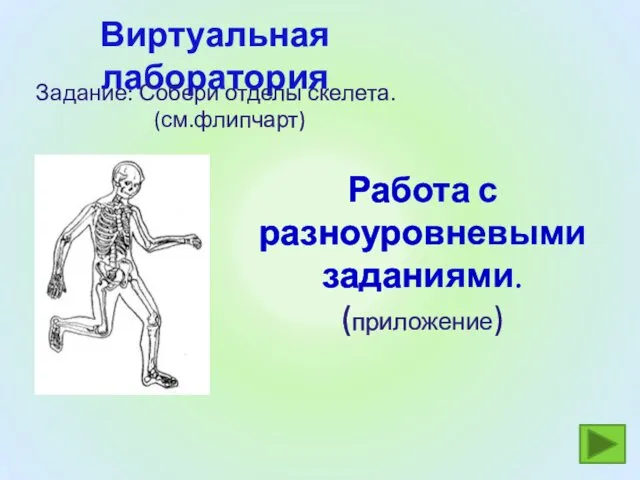 Виртуальная лаборатория Задание: Собери отделы скелета. (см.флипчарт) Работа с разноуровневыми заданиями. (приложение)