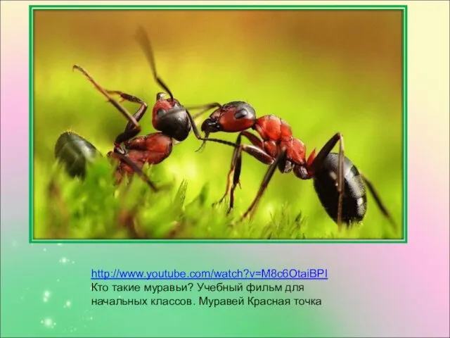 http://www.youtube.com/watch?v=M8c6OtaiBPI Кто такие муравьи? Учебный фильм для начальных классов. Муравей Красная точка