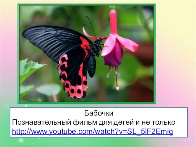 Бабочки Познавательный фильм для детей и не только http://www.youtube.com/watch?v=SL_5lF2Emig