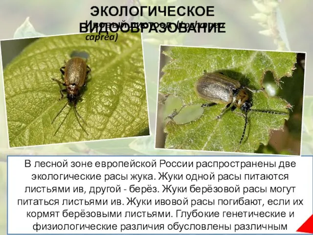 В лесной зоне европейской России распространены две экологические расы жука.