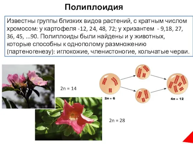 Известны группы близких видов растений, с кратным числом хромосом: у