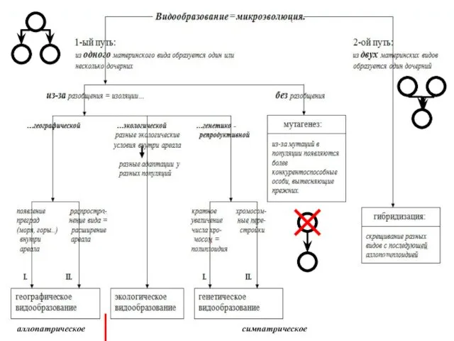 аллопатрическое симпатрическое