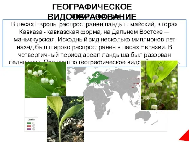 В лесах Европы распространен ландыш майский, в горах Кавказа -