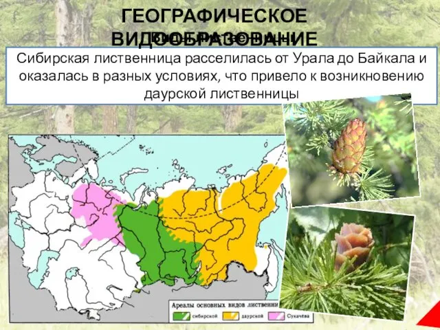 Сибирская лиственница расселилась от Урала до Байкала и оказалась в