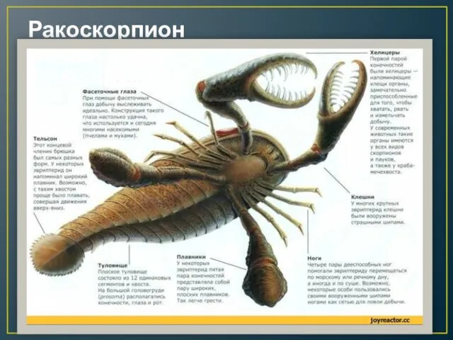 Ракоскорпион