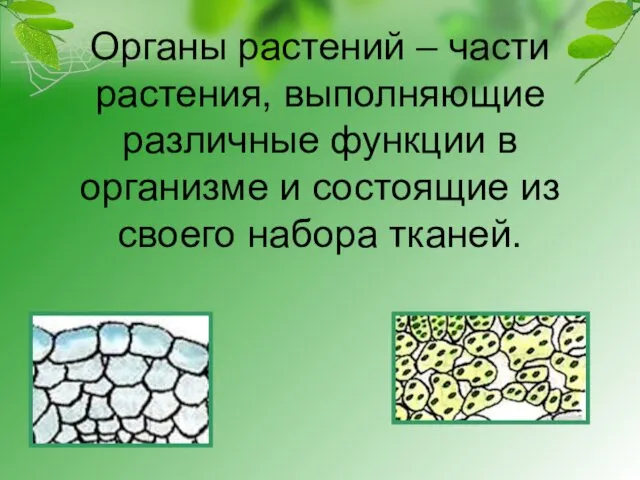 Органы растений – части растения, выполняющие различные функции в организме и состоящие из своего набора тканей.