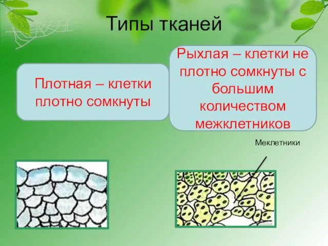 Типы тканей Плотная – клетки плотно сомкнуты Рыхлая – клетки