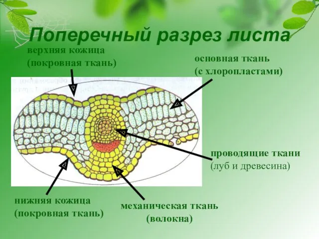 нижняя кожица (покровная ткань) механическая ткань (волокна) проводящие ткани (луб