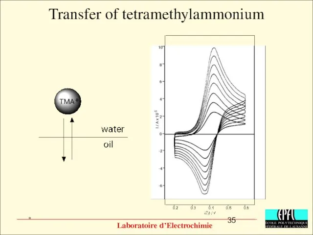 Transfer of tetramethylammonium