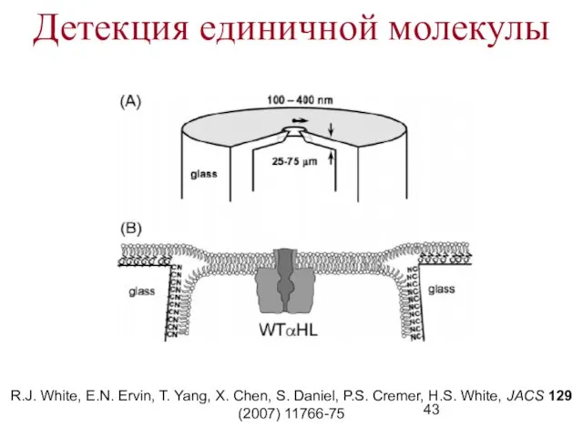 Детекция единичной молекулы R.J. White, E.N. Ervin, T. Yang, X.