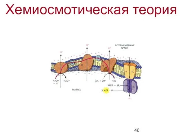 Хемиосмотическая теория