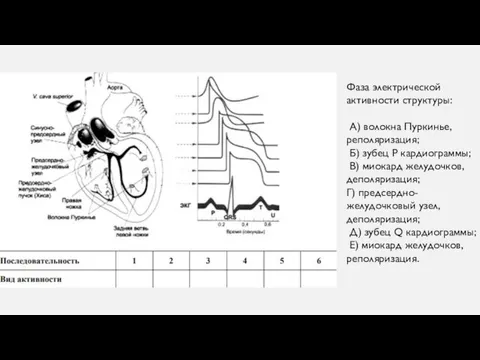 Фаза электрической активности структуры: А) волокна Пуркинье, реполяризация; Б) зубец