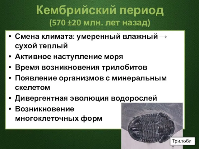 Кембрийский период (570 ±20 млн. лет назад) Смена климата: умеренный