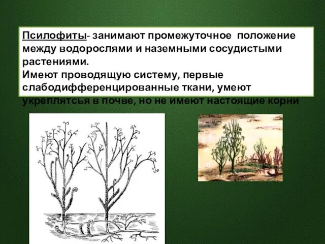 Псилофиты- занимают промежуточное положение между водорослями и наземными сосудистыми растениями.