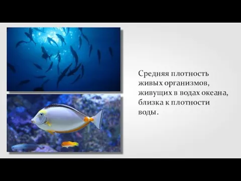 Средняя плотность живых организмов, живущих в водах океана, близка к плотности воды.