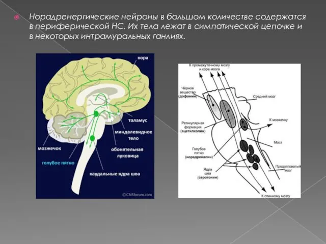 Норадренергические нейроны в большом количестве содержатся в периферической НС. Их