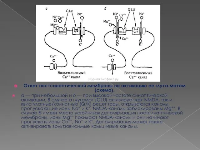 Ответ постсинаптической мембраны на активацию ее глута-матом (схема). а —