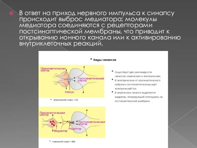 В ответ на приход нервного импульса к синапсу происходит выброс медиатора; молекулы медиатора