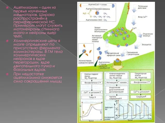 Ацетилхолин – один из первых изученных медиаторов. Широко распространён в периферической НС. Примером