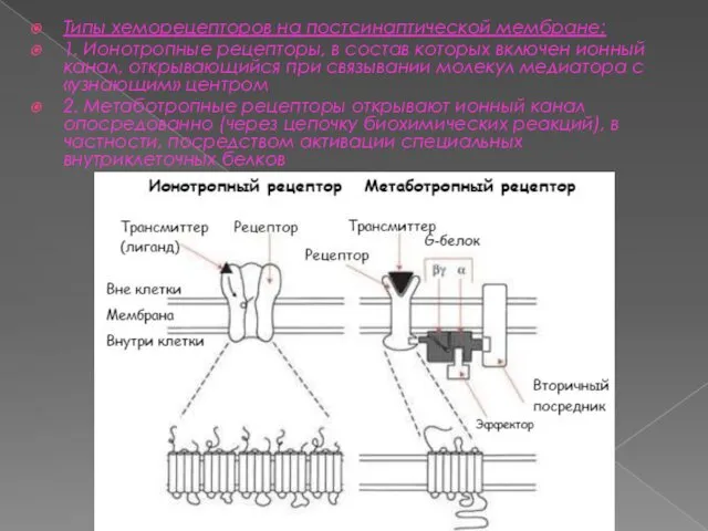 Типы хеморецепторов на постсинаптической мембране: 1. Ионотропные рецепторы, в состав которых включен ионный