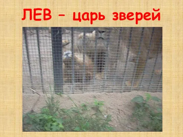 ЛЕВ – царь зверей