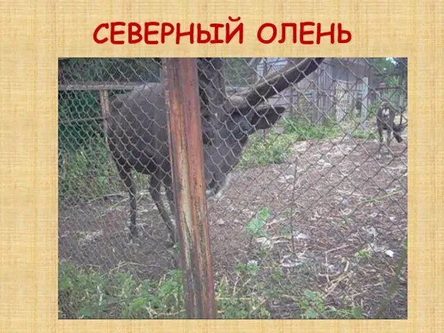 СЕВЕРНЫЙ ОЛЕНЬ