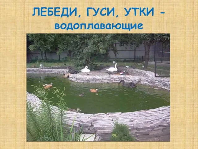 ЛЕБЕДИ, ГУСИ, УТКИ - водоплавающие