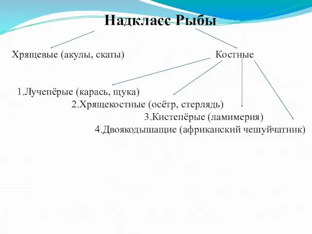 Надкласс Рыбы Хрящевые (акулы, скаты) Костные 1.Лучепёрые (карась, щука) 2.Хрящекостные