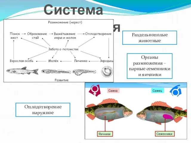 Система размножения Раздельнополые животные Органы размножения – парные семенники и яичники Оплодотворение наружное