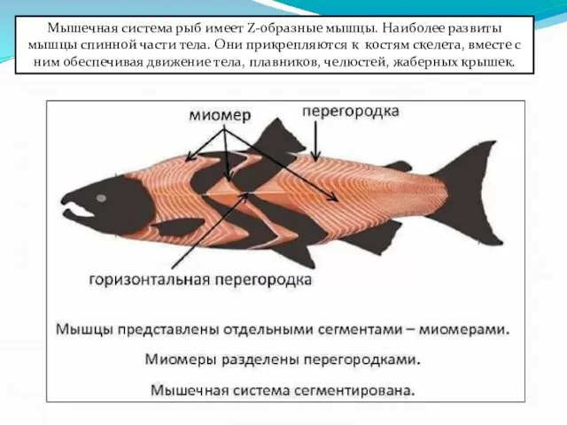 Мышечная система рыб имеет Z-образные мышцы. Наиболее развиты мышцы спинной