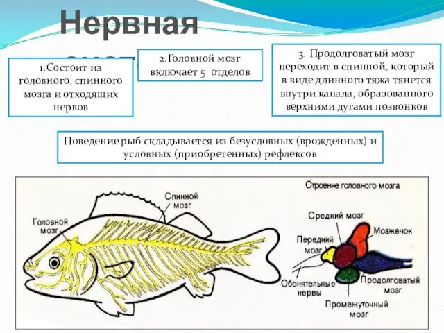 Нервная система 1.Состоит из головного, спинного мозга и отходящих нервов