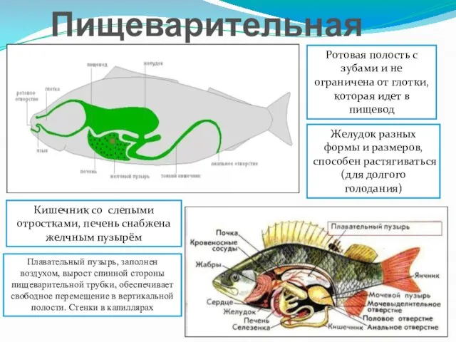 Пищеварительная система Ротовая полость с зубами и не ограничена от