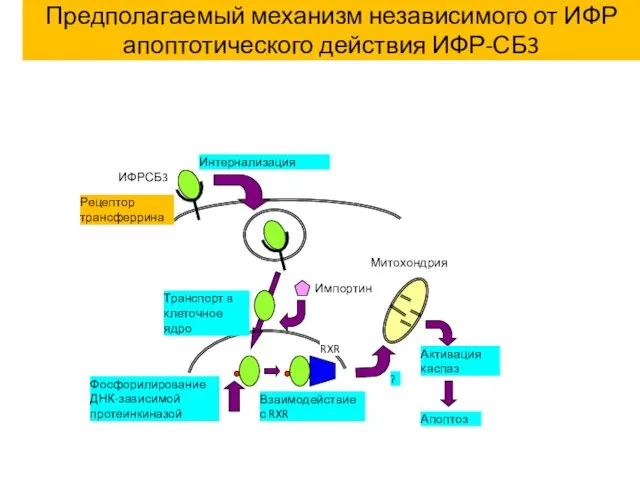 ИФРСБ3 Рецептор трансферрина Интернализация Транспорт в клеточное ядро Импортин Фосфорилирование
