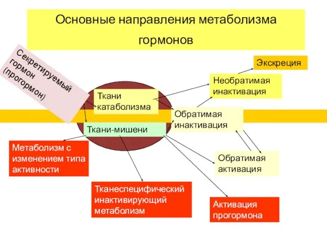 Основные направления метаболизма гормонов Ткани катаболизма Ткани-мишени Обратимая инактивация Необратимая