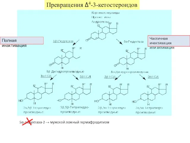 Превращения Δ4-3-кетостероидов 5α-редуктаза-2 → мужской ложный гермафродитизм Частичная инактивация или активация Полная инактивация