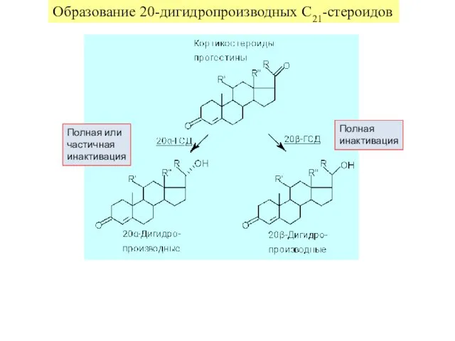 Полная инактивация Полная или частичная инактивация Образование 20-дигидропроизводных C21-стероидов