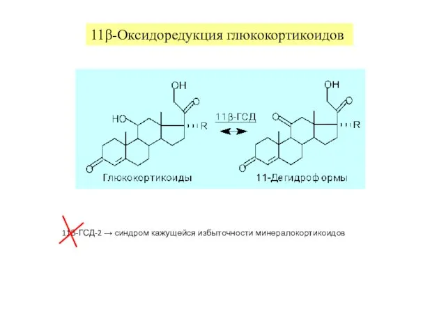 11β-Оксидоредукция глюкокортикоидов 11β-ГСД-2 → синдром кажущейся избыточности минералокортикоидов
