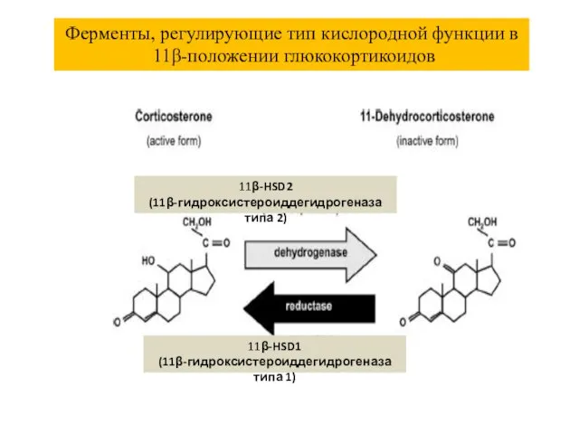 Ферменты, регулирующие тип кислородной функции в 11β-положении глюкокортикоидов 11β-HSD2 (11β-гидроксистероиддегидрогеназа типа 2) 11β-HSD1 (11β-гидроксистероиддегидрогеназа типа 1)