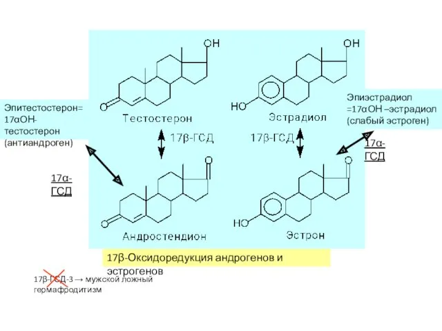17β-Оксидоредукция андрогенов и эстрогенов 17β-ГСД-3 → мужской ложный гермафродитизм 17α-ГСД
