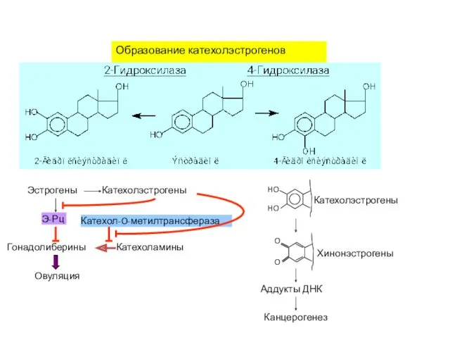 Образование катехолэстрогенов Катехолэстрогены Эстрогены Э-Рц Гонадолиберины Катехоламины Катехол-O-метилтрансфераза Овуляция Катехолэстрогены Хинонэстрогены Аддукты ДНК Канцерогенез