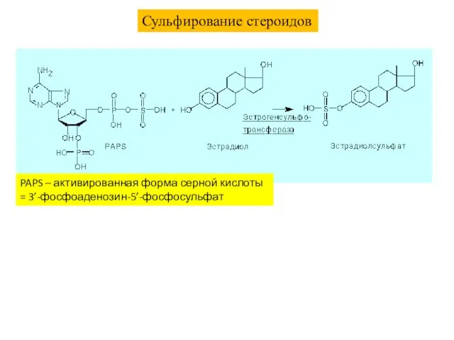Сульфирование стероидов PAPS – активированная форма серной кислоты = 3’-фосфоаденозин-5’-фосфосульфат