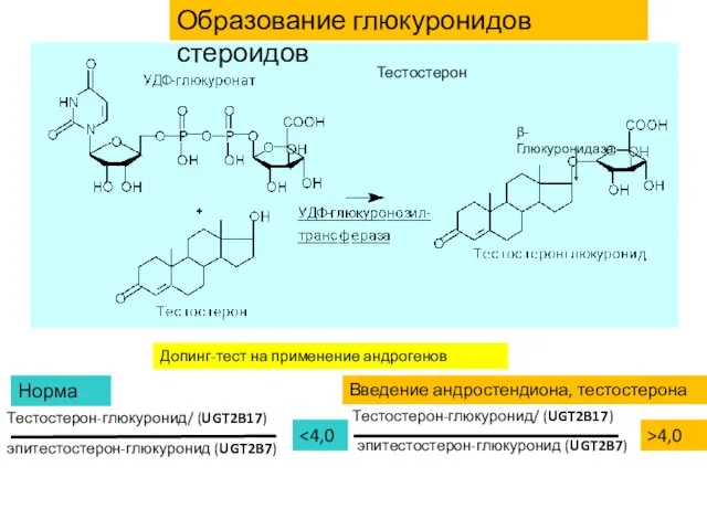 Образование глюкуронидов стероидов β-Глюкуронидаза Допинг-тест на применение андрогенов Тестостерон Норма