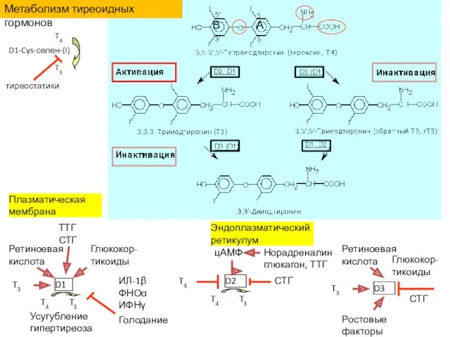 Метаболизм тиреоидных гормонов D1 T3 T4 T3 Усугубление гипертиреоза Ретиноевая
