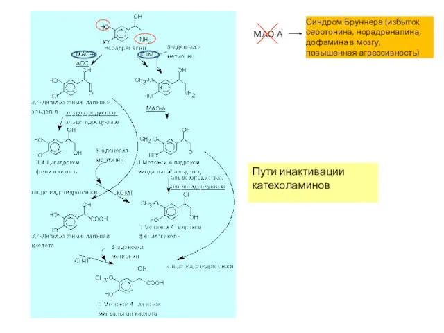 Пути инактивации катехоламинов MAO-A Синдром Бруннера (избыток серотонина, норадреналина, дофамина в мозгу, повышенная агрессивность)