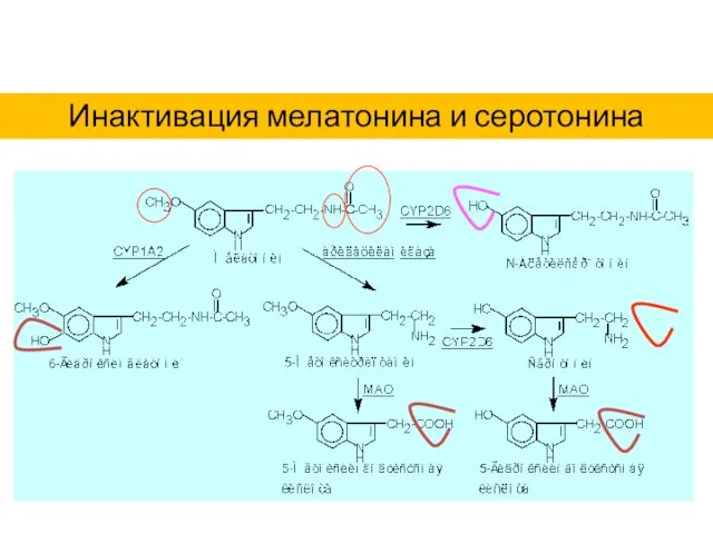 Инактивация мелатонина и серотонина