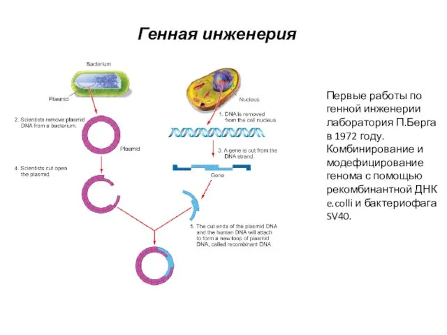 Генная инженерия Первые работы по генной инженерии лаборатория П.Берга в