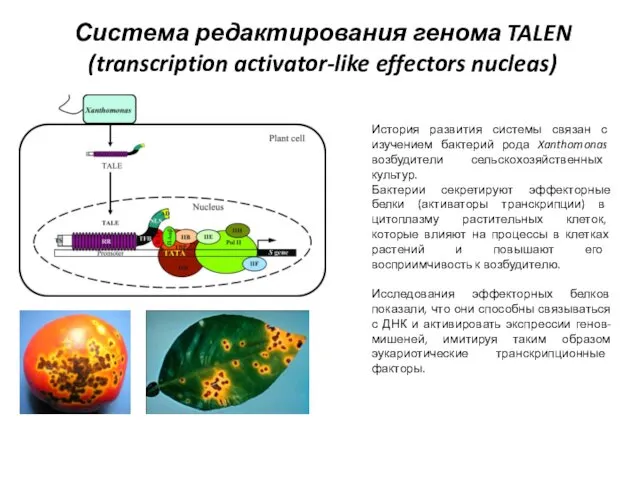 Система редактирования генома TALEN (transcription activator-like effectors nucleas) История развития системы связан с
